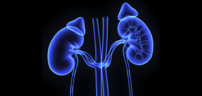 kidneys