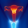 Female reproductive system