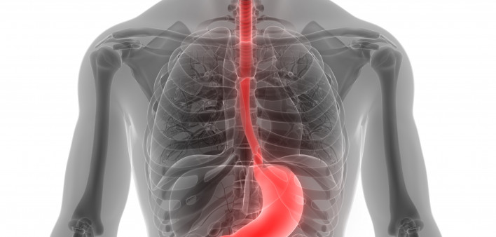 esophagus, throat, stomach, gastric, digestive tract