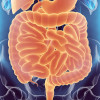 Digestive system