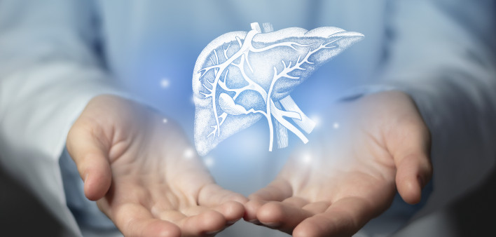 handdrawn highlighted illustration of human liver.
