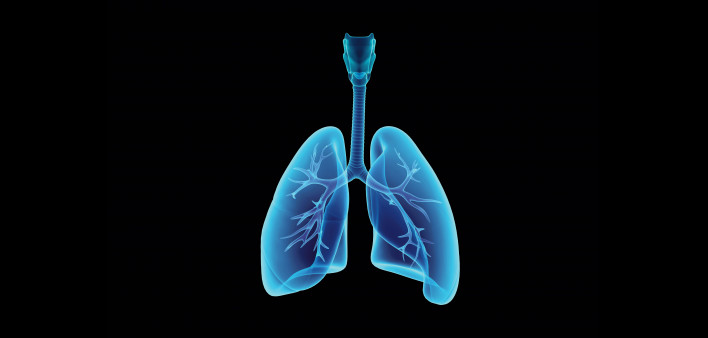 Esophagus and lungs illustration