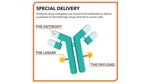 Antibody-drug conjugates use monoclonal antibodies to deliver  a payload of chemotherapy drugs directly to cancer cells.