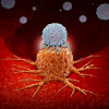 CAR-T therapy in which modified T cells (illustrated in white) attack cancer