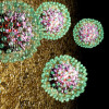 Hepatitis B virus
