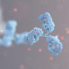 Autoantibodies binding and neutralizing the inflammatory cytokine interleukin 23 (IL-23). Neutralization of IL-23 is associated with severe, persistent opportunistic infections in patients where they are present.