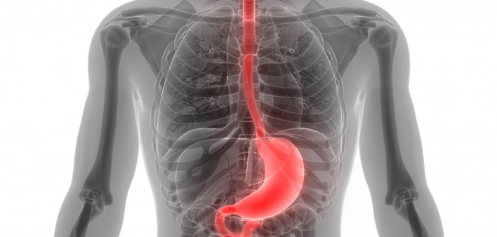 esophagus, throat, stomach, gastric, digestive tract