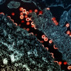 Transmission electron micrograph of HIV-1 virus particles (red/yellow) budding and replicating from a segment of a chronically infected H9 cell (blue/teal).