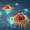 Cancer cells and lymphocytes