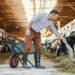 Farmer Feeding Cows