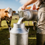 Farmer pouring raw milk into container