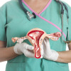 Female reproductive system