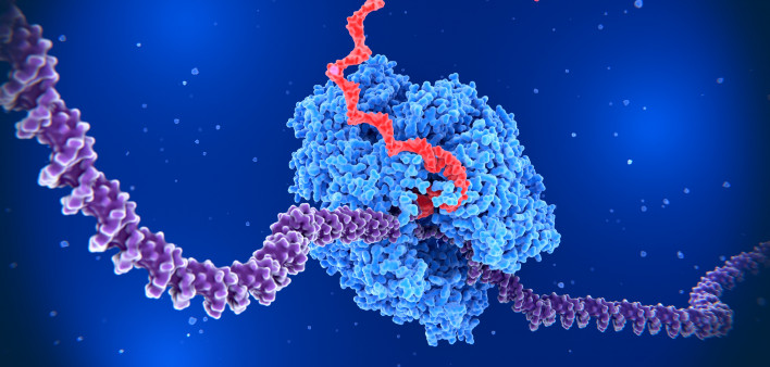 RNA polymerase II transcribing DNA into RNA
