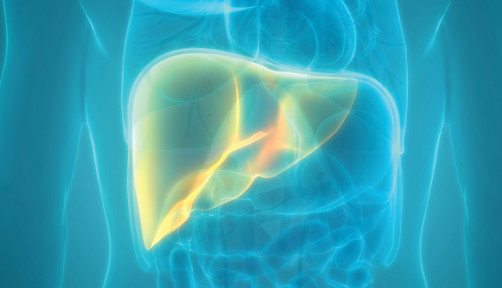 illustration liver