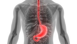 esophagus, throat, stomach, gastric, digestive tract