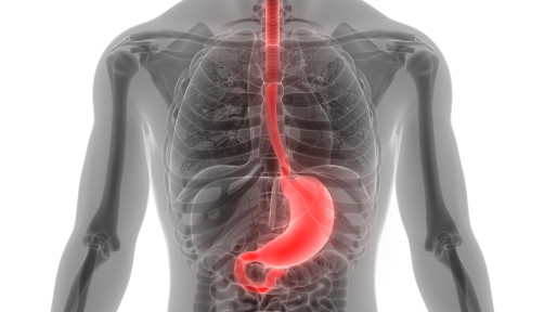 esophagus, throat, stomach, gastric, digestive tract