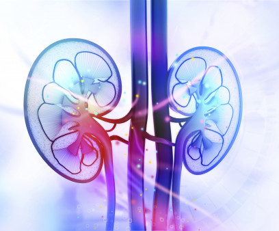 kidneys