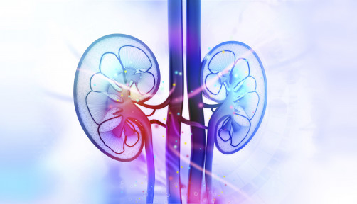 kidneys