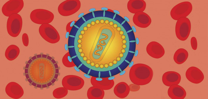 illustration cross section of HIV in blood