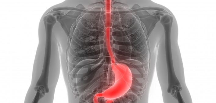 esophagus, throat, stomach, gastric, digestive tract