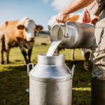 Farmer pouring raw milk into container