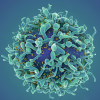 Single T-cell render