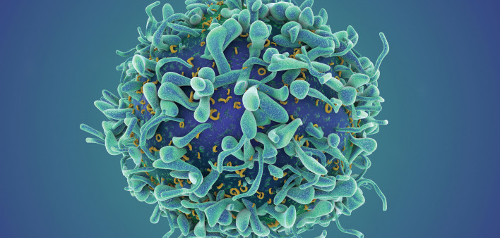 Single T-cell render
