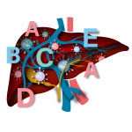 illustration of liver with letters