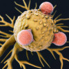 T cells attack a cancer cell