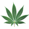 marijuana leaf