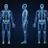 x-rays of full body skeletons