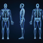 x-rays of full body skeletons