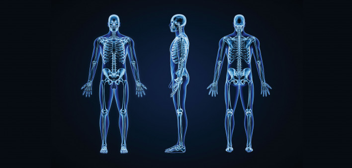 x-rays of full body skeletons