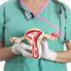 Female reproductive system