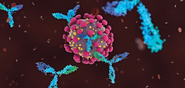 Antibodies attacking COVID-19