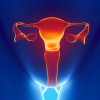 Female reproductive system