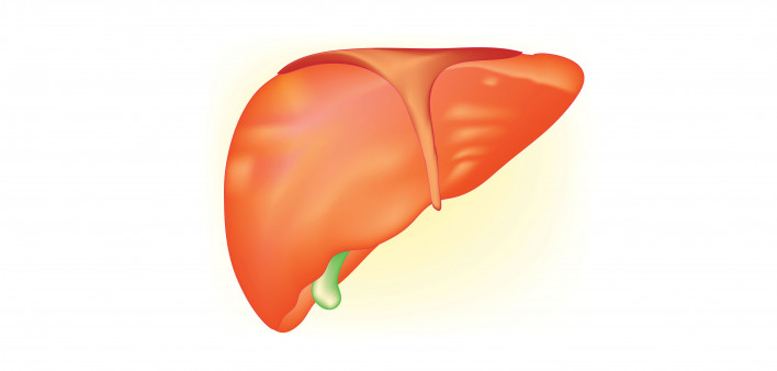illutration of a liver gall bladder
