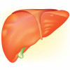 illutration of a liver gall bladder