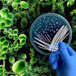 Superbug Fungus microbiology as Deadly Fungal Infection concept as a microbe threat and mucormycosis as Candida auris fungi spreading as a Mycology with a scientist holding a petri dish.