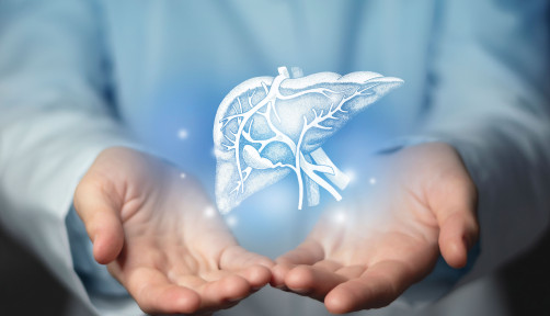 Hepatologist doctor, liver specialist. Aesthetic handdrawn highlighted illustration of human liver.