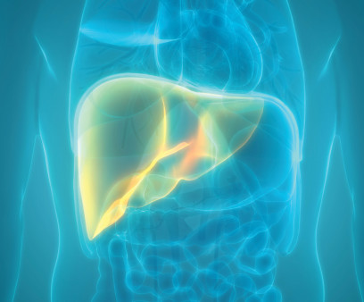 illustration of torso and liver