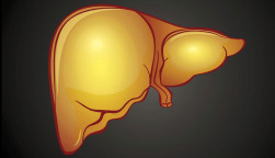 illustration of liver