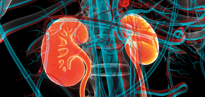 illustration kidneys
