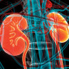 illustration kidneys