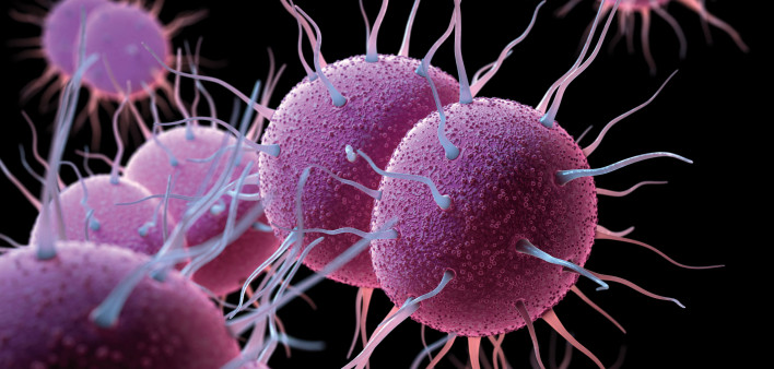 Neisseria gonorrhoeae Bacteria