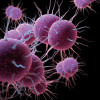 Neisseria gonorrhoeae Bacteria