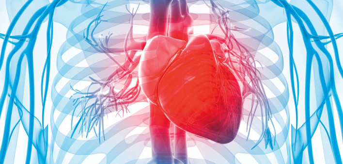 3d rendered illustration of the human vascular system human heart