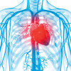 3d rendered illustration of the human vascular system human heart