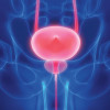 The prostate rests below the bladder. It's about the size of a walnut.