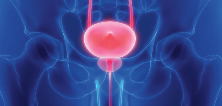prostate bladder illustration